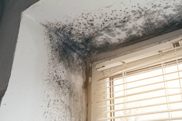 Affordable Mold Remediation solutions in Robbinsville, NJ