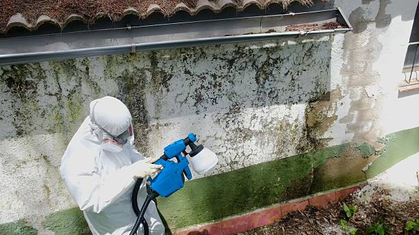 Top rated local Mold Remediation specialists in Robbinsville, NJ